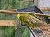 Budgies