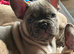 French bulldog puppies