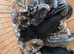 2 male kittens left