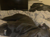 Cane corso for sale