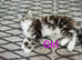 Maine coon kittens available
