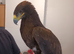 Steppe eagle