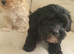 Adorable maltipoo mixbreed puppies