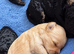 Toy poodle puppies