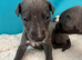 3 boys and 3 girl available. Whippet pups