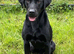 Part trained 4 year old male
