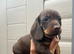 For sale chocolate 7 weeks old boy