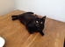 Poppy looking for a new home