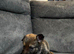 German Shepherd puppies for sale ( girl and boys let )