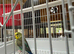 Black wing budgies available