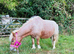 Moo A Dear Little Companion