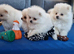 Fully Vacinated Girl Pomeranian Puppy adult weight 3 to 4 kilos. leaves with Pedigree, crate, bed,, training pads, food. Treats, toy, collar and lead.