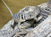 Collared Lizards at Birmingham Reptiles