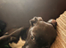 Cane corso cross puppies