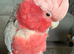 Galah cockatoo