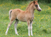 Welsh Section A Filly Foal ready at weaning