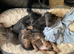 Miniture Dachshund puppies 2 girls