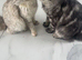 Mainecoon kittens for sale