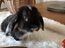 Beautiful mini lops