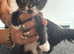 3 beautiful kittens looking for their forever loving home