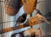 Zebra finches