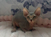 Beautiful sphinx kittens