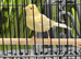 Male Canary