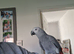 African grey