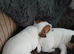 JACK RUSSELL PUPPIES