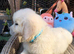 Ready now Golden Retriever pups