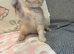 **LAST ONE** Beautiful exotic Persian Kittens