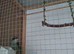 Sierra Parrot and Parrotlet Pair With Cage