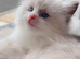 Beautiful pure ragdoll kittens (2 females)left