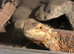 3 bearded dragons for sale