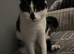 Black white spotty cat
