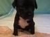 Chihuahua Puppies for sale