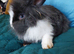 Male lionhead cross rabbits