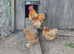 Trio Pekin Bantams