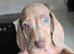 Stunning Miniature Dachshunds