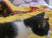 Male kitten for rehoming