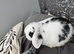 Mini lion lops ready 11th july