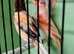 Harqulien pair