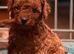 F1bb cockerpoo puppies