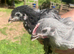 Orpington pullets