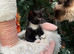 ADORABLE RAGDOLL X BOY READY NOW