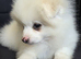 Beautiful Pomeranian puppies ready to go