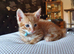 Bengal cross kitten