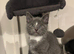 Russian blue READY FOR SALE