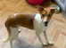 Beautiful red and white collie pup