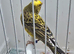 BEAUTIFUL COCK OF LIZARD CANARY